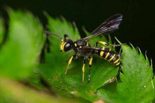 Cerceris sp.